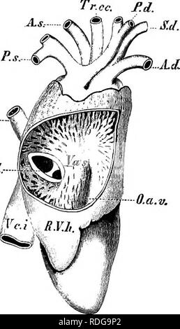 . Elementi di anatomia comparata dei vertebrati. Anatomia di confronto. Md. n.cd.- VaA-. Fic. 25.3. Fic. 256. Fig. 255.-Heakt di YonNG Crocodilun nilotkus. Dal lato dorsale. (Dopo Rose). Tr.cc, carotide comune ; S.s, S.d, arteria succlavia ; A.s e A.d, a sinistra e a destra gli archi aortica ; A.m, arteria mesenterica ; L. V.h, H. V.h, atrio sinistro e destro ; v.c.c, vena coronarica. Altre lettere come in Fig. 244. Fig. 256.-cuore di c'rorodilns nihtirus. Dal lato destro. (Dopo Rose). Una parte della parete dell'atrio destro è stato rimosso. O.Una.v, atrio-ventricolare di apertura ; Va.d e Va.s, i due si Foto Stock