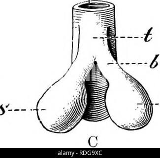 . Elementi di anatomia comparata dei vertebrati. Anatomia di confronto. 282 Anatomia comparata dei bronchi, della trachea e della laringe, e questa affermazione è supportata da uno studio della loro anatomia comparata. PI) PD PD S- -,y'. -^" Fig. 226.-A,B,C, diagrammi che mostrano le modalità di sviluppo dei polmoni. PD, primitiva tubo alimentare ; B, S^, il polmone-sac, che vengono dapprima spaiati ; t, trachea ; i bronco,.. Si prega di notare che queste immagini vengono estratte dalla pagina sottoposta a scansione di immagini che possono essere state migliorate digitalmente per la leggibilità - Colorazione e aspetto di queste illustrazioni potrebbero non per Foto Stock