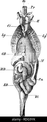 . Elementi di anatomia comparata dei vertebrati. Anatomia di confronto. Fegato 271 regione che eventualmente rappresenta il rudiment del fegato (Fig. 219). In Craniates l'evoluzione si sviluppa in un grande vascolari e organo ghiandolare, che dà luogo alla bile e rimane in communi-catione con l'intestino per mezzo di uno o più bile-duds ^. Fig. 217.-viscere di Lacerta agilis. (Dal lato ventrale.) Oe, cesophagus ; J/, stomaco ; MD, piccolo inte.stine ; ED, intestino crasso ; L, fegato ; OB, cistifellea ; Pn, pancreas ; Bl, vescica urinaria ; Lg, L(f, i due Inngs, con la loro rete di Foto Stock