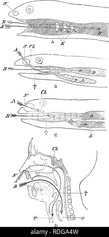 . Elementi di anatomia comparata dei vertebrati. Anatomia di confronto. Il canale alimentare e le sue appendici 237. La fio. 189.-diagrammi della cavità orale e della faringe ok un Fisit (A), di anfibio (B), di rettili o di uccelli (C), e Max (D). X, esterno narice; Ch, interno narice; D, il canale alimentare; K, Gill-fessure ; L, polmone; T, trachea ; 0, un?sophagus : la freccia contrassegnata con un indica tlio passaggio respiratorio, quello contrassegnato dalla lettera B il passaggio nutritiva ; I, il punto in cui i due passaggi incrociati tra l'altro.. Si prega di notare che queste immagini vengono estratte dalla pagina sottoposta a scansione di immagini che possono essere state enh digitalmente Foto Stock
