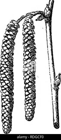 . La storia naturale delle piante. La botanica. CASTANEAOEjE. 225 II. HAZEL SEEIES. Nella maggior parte dei Hasels o dado-alberi io (fig. 168-174), i fiori, amentaceous e monoica, sono apetalous e regolari. Il Corylus Avellma,. Fig. 171. Fiore femmina. Fig. 168. Maschio e fe- infiorescenze maschili. Fig. ] 69. Due-fiorito scala femmina. Fig. 170. Fiore femmina circondato da giovani involucro. amenti maschili, simili a quelle delle betulle^ sopportare numerose alter- nate le scale, e all'interno di questi sono quasi sempre trovato due scale laterali supportate con loro.'' vicino al punto di unione di queste varie appendici st Foto Stock