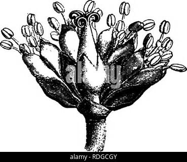 . La storia naturale delle piante. La botanica. Fig. 219. Infiorescenza con il generale Fig. 220. Infiorescenza, senza involucro di grandi dimensioni (-1) tratti inferiore. Il Brasile, il terminale antera è quadrilocular (a meno che non venga considerata come formata dall'accostamento di due bUocular antere al vertice del comune e articolata colonna), lo stile avente tre rami distinti. Algernonia., un albero dello stesso paese, ha una sola antera con due non-articolare cellule. Il suo calice maschio è di 3-5-lobate e la sua denticulate ghiandolare calice femmina ha tre divi- sion. Dalembertia, che abitano in Messico ha n Foto Stock