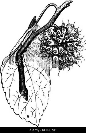 . La storia naturale delle piante. La botanica. Fig. 106. Infiorescenza femminile. Fig. 104. Fiore maschio (F). Fig. 106. Fiori femminili (^). completamente racchiusi in questa sede accrescent dopo la fecondazione. Lo stile è unico o formata di due molto disuguali rami. Sono gli americani di alberi. Accanto a Madura è posto Caturus, avente la stessa infiorescenza, con Brousmnetiarapyrifera. ^j^^ floWCrS femmina di JBroussonetia, ma il frutto, sessili sul com- mon recipiente si sur- arrotondato dal persistere- ent urceolate calice. I fiori maschili sono gene- rally trimerous; ma in una specie di cui un genere, un Foto Stock