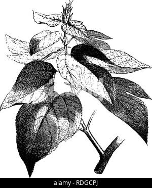 . La storia naturale delle piante. La botanica. ULMAOEJE. 147 verificati in BroussoneUa, o Paper-Mulberry (fig. 102-107), bellissimi alberi di zone temperate e tropicali in Asia con, lascia molto variabili nella forma e dioica tetramerous fiori. L'infiorescenza maschile è amentiform e analoga a quella del gelso. I fiori femminili hanno un gambphyllous urceolate cade e un gynsecium analoga a quella di Morus. ma con uno stile semplice, Broussonetia papyrifera. r'^''&GT;:m. Fig. 102. Foliaceous tranoh (A). a filiformi sua sti^i;matiferous estremità. Il frutto è formato da un grande numero di st^p Foto Stock