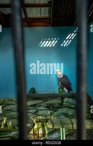 Juneau, Alaska: un turista femminile fotografando Lady Baltimore, un ferito in modo permanente l'aquila calva, Haliaeetus leucocephalus, alloggiata in un aperto mew. Foto Stock