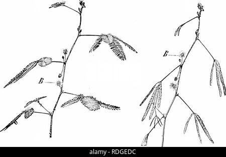 . Impianto studi; un elementare botanica. Botanica. ly-i- Ì LAXT STIDIES foglie sono in una posizione tixed, tliere sono certo quelli le cui foglie sono in grado di compiere movimenti secondo la necessità. È stata fatta menzione già di tali forme come Oxalis (vedere Sl-t). ^vhosc lascia modificare la loro posizione readilj" in riferimento alla luce. Mobili foglie sono state sviluppate più e.xtensively tra i Legumiuos(B, la famiglia a cui. ;. A. "Rwo twi^iK di ;i Beneitivr jilant. "Ti'- uno a tlic luft mostra i numerosi opuscoli suiuU llieir in posizione espansa ; quello a destra mostra la notevole redticed s Foto Stock