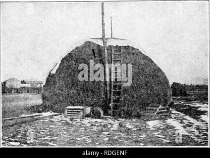 . Erbe azienda agricola degli Stati Uniti; una pratica trattato sul raccolto di erba, la semina e la gestione di prati e pascoli, descrizioni delle migliori varietà, le sementi e le sue impurezze, erbe per le condizioni speciali, etc. etc. Graminacee. 38 erbe AZIENDA AGRICOLA DEGLI STATI UNITI il medio, e cura dovrebbe essere utilizzata per distribuire gli ettari}' in modo tale che tutta la linea centrale del Rick è ugualmente compresso. Neglecl di questa precauzione può causare il centro per sag in luoghi e una perdita di pioggia nel centro del Rick. (Una pila realizzata troppo piatta è mostrato in Fig. 6.) la pila o rick dovrebbe avere un qualche tipo di. Foto Stock