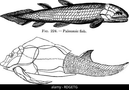 . Un libro di testo in generale zoologia. Zoologia. Fig. 223. - Fonti fossili scorpion. Il grande del carbone-periodo di formazione di questa epoca, troviamo tracce di ragni e diversi tipi di insetti; vale a dire, le locuste, scarafaggi e dragon mosche. Pesci. - I fossili sono trovati indicando che i pesci è entrato in esistenza nei primi mesi del Paleozoico era, anche se non all'inizio. Questi antichi pesci erano molto diverse da quelle Uving per giorno. I loro corpi sono stati per la maggior parte coperta con piastre ossee o liscia, duro, in- scale flessibile, abbastanza imlike le scale sulla vita dei pesci. Fig. 225. -Paleozoico pesci. Si prega di notare th Foto Stock