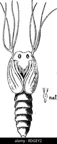 . Una introduzione alla zoologia, con indicazioni per il lavoro pratico (invertebrati). La Fia. 281.-pupe di due specie di SimuKum ( x 2). tt, Pupa bozzolo con una centrale di pro- jection dal margine superiore della tasca; &AMP;, bozzolo di simu- Hum sericeum; la pupa ha quattro due-ramificato gill-filamenti su ogni lato e il bozzolo è senza un picco centrale.. nAf.iili. Fig. 282. -Pupa di Simuliuw, rimosso dal bozzolo tlie. Apparato respiratorio filamenti sporgenti nella corrente di acqua (Fig. 281). Le pupe nelle tasche con un picco centrale sul margine sono simili a quelli mostrati nella Fig. 282, avente quattro unb Foto Stock