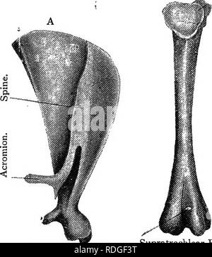 . Testo elementare-libro di zoologia. LEPUS. 397 La vertebra sacrale sono due. Essi sono ankylosed insieme e sono saldamente collegati al iHum. La vertebra caudale variano in numero fino a tiventy. Le prime sono ankylosed alla vertebra sacrale; il resto gradualmente diventano più semplici fino a quando esse sono semplici aste di osso che rappresenta il solo centra. Confrontata con quella del piccione, la colonna vertebrale del coniglio presenta molto meno modifica adattivo, espe- cially in direzione di fusioni. Con l'eccezione della Ifig. 288.-lembi pettorali corpino e Fore-ltmb del , coniglio. (Annuncio nat.) B Headr C. Coracoid P Foto Stock