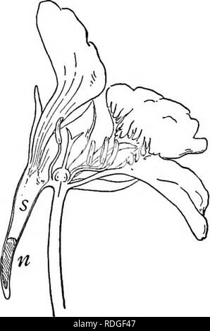 . Un libro di botanica per scuole e università ... La botanica. La riproduzione e la dispersione di 843. in modo tale che esso è Ukely a venire in contatto con le stigmate." comunemente il polline-raccogliere gli insetti sono relativamente non specializzati (ex- cept nel caso delle api), corrispondente in generale per la mancanza di speciali- zation nei fiori, iii che il polline è esposto in modo tale che esso può essere presa facilmente da qualsiasi insetto che visiti. Nectaries e nettare. - Nettare di fiori che secernono comunemente sono più specializzati di nectarless sono i fiori e il nettare-raccogliere gli insetti sono più specializzato del Foto Stock