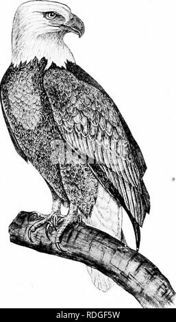 . Un libro di testo in generale zoologia. Zoologia. 286 BIKDS eagle.s sono sul parafango tlif, a grande altezza, essi spesso individuare la loro preda, ampl clasli verso il basso dopo di essa, per i loro occhi è molto forte. Essi vivono su pesci, uccelli e mammiferi. A^Tiere cibo essere- viene fornito scarse, aquile carr}^ via agnelli e a volte giovani suini e pollame. I falchi sono molto simili alle aquile in tutti i punti menzionati in precedenza e sono strettamente correlati al loro. Vedere la Fig. 193. Il carrion crow e Turchia l^uzzard che sono così comuni nel Sud sono Fig. 192.-l'aquila calva. uccelli rapaci abo e essere- lungo per lo stesso ordine come le aquile e Foto Stock