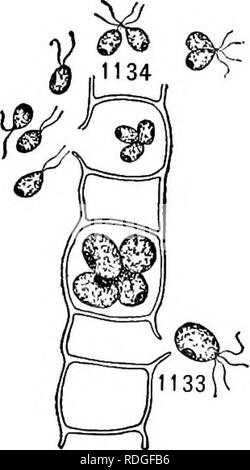 . Un libro di botanica per scuole e università ... La botanica. La riproduzione e la dispersione 817. Da gamete difierent-produrre organi {gametangia), in Dasy- dadus, solo tra gameti provenienti da diverse piante, anche se è impossibile in qualsiasi di questi per distinguere maschio e femmina di caratteri. Tuttavia, nell'Conjugales, uno dei gameti è spesso immotile, mentre l'altra migra da un filamento vicini attraverso un passaggio realizzato tramite la fusione (O) coniugazione di due outgrowths laterali (figg. 107-109). Dalla analogia con le piante superiori i gamete immotile può essere chiamato femmina e th Foto Stock