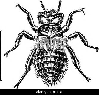 . Una introduzione alla zoologia, con indicazioni per il lavoro pratico (invertebrati). Fig. 226.^-LibeUida depressa. n, il nodo dell'ala. Le larve di questi Dragon-mosche sono di solito si trova in molto sporco acqua stagnante. Genere 1. Llbellllla.-all'estero corposo forma, witb una scura macchia triangolare alla base del cerva ali; l'addome non è macchiato dorsalmente e questa è più spessa nel mezzo, in modo che i suoi lati non sono paralleli. In L. depressa (Fig. 226) il corpo è blu nel maschio e marrone nella femmina; in L. quadrimaculata, una specie molto diffusa, c'è una macchia scura in corrispondenza del nodo di ciascuna ala come Foto Stock