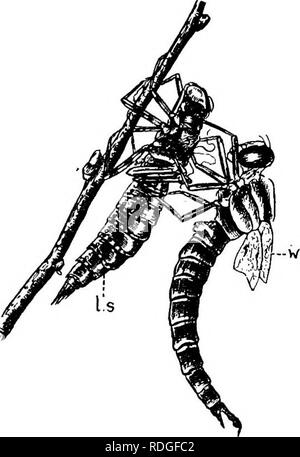 . Una introduzione alla zoologia, con indicazioni per il lavoro pratico (invertebrati). FiG. 223.-stadio 2 ui l'ultima muta della ninfa di j4 escAna quando la punta del aMomen viene prelevata dalla vecchia pelle. Per le ali di imago non ancora espanso ; l.s, pelle larvale.. Fig. 224.-stadio 3 in ultima muta della ninfa di Aeschna. Addome appena liberato dalla pelle larvale. Ali di espansione e di contrazione addome in larghezza. Sion. In mezz'ora o meno, le ali sono completamente espanso (Fig. 225), ma ancora alcune ore di riposo sono necessari prima che essi siano sufficientemente salda e asciugare per volo. Durante questo tempo il Foto Stock