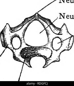 . Testo elementare-libro di zoologia. Colombano. 369 i punti particolari da notare sono i seguenti:-(i) gli emisferi cerebrali sono grandi e raggiungere il ervoBs. (;G].gbellum posteriormente, quindi l'ottica dei lobi laterali sono in posizione. (2) in tutto il cervello dietro una linea tracciata attraverso gli occhi. (3) i lobi olfattivi sono molto piccole e poco sviluppati. Lo scheletro di Pigeon è considerevolmente modificato come è il resto della sua anatomia. • Nel cranio si può notare la completa fusione del craniale e alcune delle ossa facciali, lasciando senza suture. Il becco superiore è supportato principalmente tramite il pre Foto Stock
