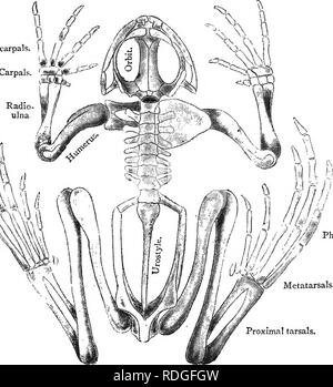 . Testo elementare-libro di zoologia. RANA. 349 cartilaginei capsule nasali e posteriormente con la Audi- tory capsule. In corrispondenza della estremità anteriore di quest'ultimo sono le ossa prootic e sulle capsule nasali sono le nasali. Sulla faccia ventrale delle capsule nasali sono i vomers. Nel preparato cranio cartilaginei, un grande bar cartilaginei (la barra sottorbitale) può essere visto correre indietro dalla regione nasale al di fuori degli occhi per soddisfare un bar simile sporgente dalla regione uditiva. Qui esso sporge fuori- reparti come il quadrato della cartilagine che porta la mandibola. L'insieme rappresenta il palatoqua Foto Stock