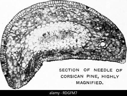 . Familiarità degli alberi. Alberi. 24 ALBERI familiare e il suo legname è molto nodoso e ruvida. Il legno è tuttavia molto resinosa, ancor più che della Corsica pino o di qualsiasi altra specie coltivate in Austria. Questa resina rende il legno più resistente di quello del vero P Laricio, e più utile anche come combustibile. Esso è in gran parte estratta in Austria, e forma parte della trementina di Venezia di commercio. Il Pino Tartarian (P. L. Pallasiana Lamb., noto anche come P. tau'rica) si avvicina il Faggio nella sua diinensions, ma è una struttura più ampia con lunghi rami di spessore che scaturisce dal vicino a terra. Ne Foto Stock