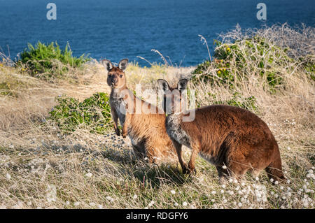 Grigio occidentale canguri su Kangaroo Island. Foto Stock