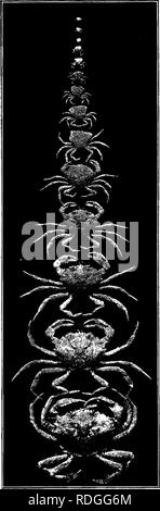 . Una introduzione alla zoologia, con indicazioni per il lavoro pratico (invertebrati). 166 introduzione alla zoologia. Sviluppare- mento dei granchi. La fio. 102.-serie di gusci in ghisa ottenuto da un singolo individuo Sliore granchio (Carciims maenas) mantenuti in un acquario. Il guscio più grande di questi è stato 2J. Ampia. ridotta. Tuttavia, è pos- sibile vedere loro se l'addome è tirato delicatamente verso il basso fino a raggiungere la posizione illustrata in Fig. 99. Nella comune Granceola la parte anteriore del carapace, o " fronte", non viene arrotondato come in riva di granchi e nuotare- ming granchi, ma è prolungato nella parte anteriore in un punto bruscamente Foto Stock