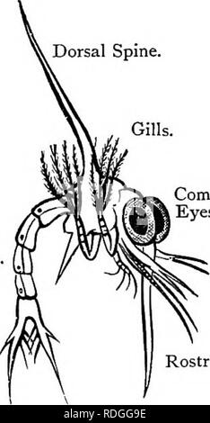 . Testo elementare-libro di zoologia. 244 ANNULATA. Sub-Class II.-Malacostraca. Il Malacostraca includono più tipi di crostacei. Il corpo è di solito costituito da venti segmenti e le appendici sono molto modificati. L'organo di escrezione, la ghiandola antennary, si apre sulla seconda antenna e di solito vi è un mulino. gastrica il nauplius larva è di rara evenienza, i primi essendo lo sviluppo embrionale. L'ordine comprende Arthrostraca crostacei sessili con gli occhi e con non più di due segmenti toracica fusi con la testa. I gamberi di acqua dolce, sabbia-tramogge e la woodlouse terrestre Foto Stock