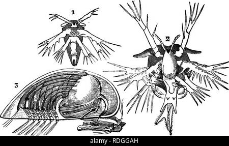 . Testo elementare-libro di zoologia. 242 ANNULATA. Se tracciamo la classe dal più basso al più alto si può notare un generale anticipo di dimensioni e complessità del corpo, in riduzione e consolidamento dei segmenti e la progressiva adozione di sviluppo embrionale. Ci sono due sotto-classi-(i) Entomostraca e (2) Malacostraca. Sub-Class I.-Entomostraca. Queste sono quasi tutte piccole e semplici crostacei. Vi è una grande varietà nel numero dei segmenti. Il excre- tory organo (shell-premistoppa) è situato sulla seconda maxillEe, e non vi è mai un mulino. gastrica Il Entomostraca sviluppare Foto Stock