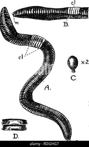 . Una introduzione alla zoologia, con indicazioni per il lavoro pratico (invertebrati). 72 INTRODUZIONE ALLA Zoologia in situazioni molto diverse e non sembrano mente se il suolo in cui vivono è ricco o povero così a lungo come è umido. Umidità è una condizione essenziale per la loro vita, esposizione alla siccità kill- ing essi più rapidamente. Essi sono quindi raro a secco di terreno sabbioso, e più comune in un terreno umido coperto con breve vegeta- zione che protegge la superficie dal calore del sole. , Esterno il corpo è comparsa lungo e nar- e fila, struttura sagomata, jj]^^ ^ ^^j;^. der, ma una rastremazione all Foto Stock