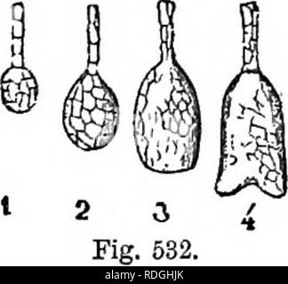 . Un manuale di botanica : essendo una introduzione allo studio della struttura, la fisiologia e la classificazione delle piante . La botanica. Fig. 528. Fig. 529.. Si prega di notare che queste immagini vengono estratte dalla pagina sottoposta a scansione di immagini che possono essere state migliorate digitalmente per la leggibilità - Colorazione e aspetto di queste illustrazioni potrebbero non perfettamente assomigliano al lavoro originale. Balfour, John Hutton, 1808-1884. Edinburgh : A. e C. Black Foto Stock