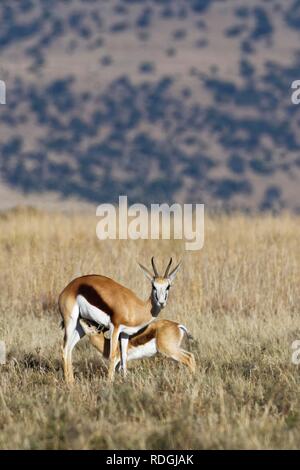 Springboks (Antidorcas marsupialis), giovani succhiare la sua madre, nella prateria aperta, mountain Zebra National Park, Capo orientale Foto Stock