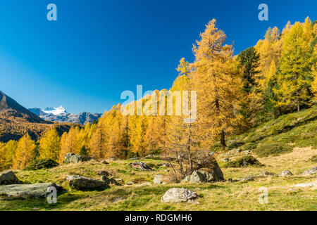 Herbst im Val di Campo, bassa Val Poschiavo, Schweiz Foto Stock