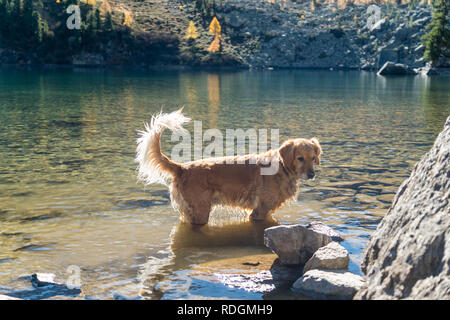 Il Golden Retriever Hund im Lagh da Val Viola, bassa Val Poschiavo, Schweiz Foto Stock