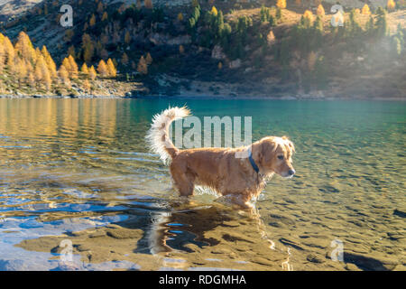 Il Golden Retriever Hund im Lagh da Val Viola, bassa Val Poschiavo, Schweiz Foto Stock