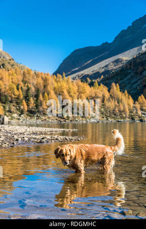 Il Golden Retriever Hund im Lagh da Val Viola, bassa Val Poschiavo, Schweiz Foto Stock