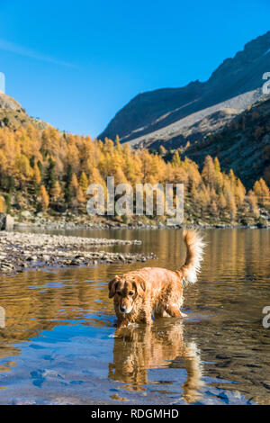 Il Golden Retriever Hund im Lagh da Val Viola, bassa Val Poschiavo, Schweiz Foto Stock