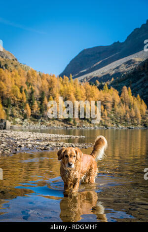 Il Golden Retriever Hund im Lagh da Val Viola, bassa Val Poschiavo, Schweiz Foto Stock