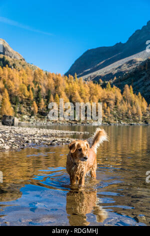 Il Golden Retriever Hund im Lagh da Val Viola, bassa Val Poschiavo, Schweiz Foto Stock