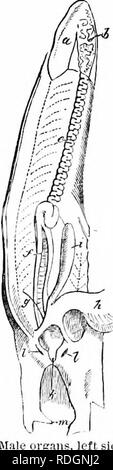 . Sull'anatomia dei vertebrati. Vertebrati, Anatomia, comparativo; 1866. 570 Anatomia di vertebrati. 380 pass, essendo disposto in convoluzioni su bordo del ' mesorchium." La primitiva cellule spermatica, che sono per- sistent nel ciclostomi, hanno raggruppata in tubi (tubuli seminiferi) nei pesci ossei; i tubetti aperti in corrispondenza di una estremità nella vasta e talvolta saccular inizio della vas deferens, e terminano in corrispondenza di altri, o da ciechi estremi liberi o da reticolare anastomosi.' nell'aringa, Shad e altri Clupeoids, i tubi secerning ramify e anastomose nel Foto Stock