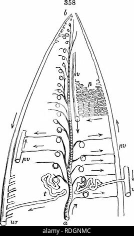 . Sull'anatomia dei vertebrati. Vertebrati, Anatomia, comparativo; 1866. 540 Anatomia di vertebrati. piano, a metà strada tra queste superfici sono disposte in modo simile i rami della arteria renale, e vena renale, v. Il materiale di escrezione urinaria generata da cellule epiteliali o sacchetti dalla superficie interna nella cavità dei tubuli uriniferous, t, è derivato da un ricco plesso venoso, j^, ovunque in contatto con la loro superficie esterna: il siero- sità essudati dal dilatata plesso arterioso nell'Malpi- ghian capsula, spinto dall'azione ciliare, diluisce e lavaggi ou Foto Stock