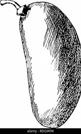 . I nostri alberi nativi e di come identificarli; un famoso studio delle loro abitudini e le loro peculiarità. Alberi. PAPAW Il frutto è atipico per una nortliern foreste. I primi coloni chiamato albero Papaw a causa dell'resem- blance del suo frutto al reale papaw dei tropici ; certamente suggerisce una banana. Esso è di forma oblunga, quasi cilindrica, arrotondati, talvolta sottolineato alle estremità, più o meno incurvata e spesso inegnlar in profilo ; la carne è gialla e morbida ; i semi piana e rugosa. In fase di maturazione Sep- tember e ottobre, è frequente nei mercati del western e Foto Stock