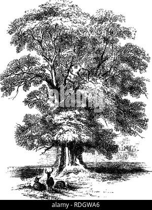 . Alcuni account di inglese parchi di cervi, con note sulla gestione del cervo. Cervi; a caccia di cervi. Il grande albero di Olmo nel Parco di Eatington, Warwickshire, 6 metri di circonferenza una yaxd dal suolo. Disegnata da Selina Lady Heathcote, anno 1834. Prefazione. Enché diversi sono stati trattati scritti durante il Medioevo sulla ' la nobile arte di venerie e caccia,' in cui, forse, cervi e caprioli parchi può essere detto per essere compreso, mentre nel sedicesimo e diciassettesimo. Si prega di notare che queste immagini vengono estratte dalla pagina sottoposta a scansione di immagini che possono essere state migliorate digitalmente per reada Foto Stock