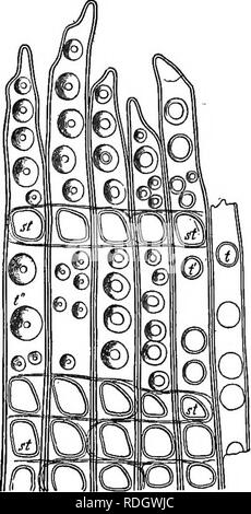 . Elementi di botanica. La botanica; Botanica. 60 ELEMENTI DI BOTANICA. Il verde strato di corteccia tlie nei giovani germogli non muchi verso la raccolta e la preparazione del cibo della pianta da, aria e acqua, ma questo lavoro può essere meglio spiegato in connes- zione con lo studio della foglia, Capo XII.. La Fig.50.-sezione trasversale di legno di abete. s, una resina passaggio; m, raggi midollare. (Molto magnifled.) Fig. 51. -Kadial longitudinale sezione attraverso un crescente Eapidly giovane ramo di pino. t, t', t", bordered box su legno-cellule; st, ampio box dove i raggi midollare giacere contro il legno- le cellule. (Molto magnifled). Infine, il Foto Stock