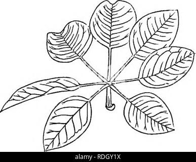 . Un elementare libro di testo di botanica, per l'uso di studenti giapponesi. La botanica. Fig. 49.. Maiale. 48. Composto Pinnately maiale foglia. 49.-Palmately foglia composto di Puji (Glicine chinensis). dell'Akebi (Akebia quinata).. Si prega di notare che queste immagini vengono estratte dalla pagina sottoposta a scansione di immagini che possono essere state migliorate digitalmente per la leggibilità - Colorazione e aspetto di queste illustrazioni potrebbero non perfettamente assomigliano al lavoro originale. Saida, Ko?taro?, 1860-1924; Tokahashi, Akiomi, coautore. Tokyo Foto Stock