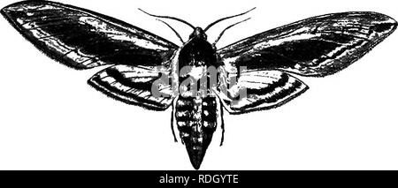 . Una introduzione alla zoologia, con indicazioni per il lavoro pratico (invertebrati). Fig. 157.-Caterpillar del privet Hawlc (Sphinx Kgustre) alimentare il ligustro.. FiQ. 158.-Tlie Ligustro Hawlc Moth. (| nat. dimensioni.) sono contrassegnati con sette oblique strisce colorate. In la. Si prega di notare che queste immagini vengono estratte dalla pagina sottoposta a scansione di immagini che possono essere state migliorate digitalmente per la leggibilità - Colorazione e aspetto di queste illustrazioni potrebbero non perfettamente assomigliano al lavoro originale. Lulham, Rosalie Blanche Jermaine. Londra, Macmillan Foto Stock