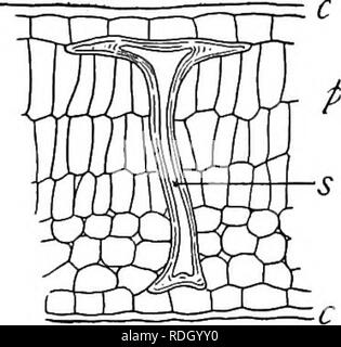 . Un libro di botanica per scuole e università ... La botanica. (Leptome), elementi meccanici (stereome), e parenchima indifferenziato. La posizione delle celle hadrome nella porzione superiore della vena appena al di sopra del leptome (fig. 760) e vicino la palizzata cellule può essere vantaggiosa poiché la quantità di acqua trasportate supera notevolmente la quantità combinata di altre sostanze. In prossimità delle estremità di veinlets non esistono trachee, ma principalmente tracheids che spesso divergono in modo tale da aumentare la superficie della diffusione di sur- faccia (fig. 936); com- monly sono sur- arrotondati con un Foto Stock