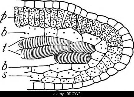 . Un libro di botanica per scuole e università ... La botanica. Lascia 639. (Leptome), elementi meccanici (stereome), e parenchima indifferenziato. La posizione delle celle hadrome nella porzione superiore della vena appena al di sopra del leptome (fig. 760) e vicino la palizzata cellule può essere vantaggiosa poiché la quantità di acqua trasportate supera notevolmente la quantità combinata di altre sostanze. In prossimità delle estremità di veinlets non esistono trachee, ma principalmente tracheids che spesso divergono in modo tale da aumentare la superficie della diffusione di sur- faccia (fig. 936); com- monly sono sur- Foto Stock