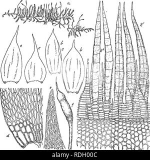 . Flore de Buitenzorg. La botanica. 1365 eirund, kurz zugespitzt, bis 0,4 mm. breit und 1,3 mm. lang, ganzrandig, un und vor der flachen Spitze schmal zuruckge- bogen. Eippe fehlend oder sehr kurz doppelt angedeutet. Zellen derb- bis dickwandig, getupfelt, oben ovale, abwarts elliptisch, an der base verlangert, an den Blatteeken 4â6 dtinnwandige, rectangulare, oft goldgelbe Alarzellen in Kg. 221.. Macrohymenium mitratum FlsoH. a. Habituabild (nat. Griisse). e. Blattspitze iii. h. Aslblatter V- /â Spoiogon V"- c. Stengelblatter '/â ? â Perislom dorsale, d. Blatteeken rait Alarzellen i|-S. ^' ven Foto Stock