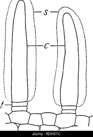 . Un libro di botanica per scuole e università ... La botanica. Fig. 915.-A capi- tate, pluricellulari peli ghiandolari da una foglia di geranio {Pelar- gonium)j che mostra l'accumulo di una goccia di olio (0) appena sotto la cuticola (c); fortemente ingrandita. con una testa e con una più o meno evidente levetta; le cellule, sia nella testa e nel peduncolo, possono variare in numero da uno a molti e sono ricche di citoplasma (figg. 914, 915, anche fig. 632). In zecche i peli ghiandolari si verificano in foglia e depressioni sono relativamente stalkless. In alcuni impianti (come in Silene) vi è una regione di palizzata-come secreto Foto Stock