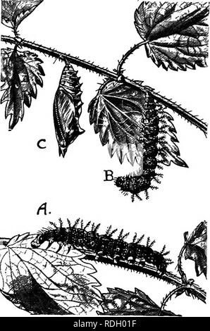 . Una introduzione alla zoologia, con indicazioni per il lavoro pratico (invertebrati). 224 introduzione alla zoologia. Si prega di notare che queste immagini vengono estratte dalla pagina sottoposta a scansione di immagini che possono essere state migliorate digitalmente per la leggibilità - Colorazione e aspetto di queste illustrazioni potrebbero non perfettamente assomigliano al lavoro originale. Lulham, Rosalie Blanche Jermaine. Londra, Macmillan Foto Stock