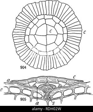 . Un libro di botanica per scuole e università ... La botanica. Lascia 615 probabilmente il più xerofite di tutte le piante sono i licheni crustose (come £"(e"ia), che sono entrambi epiphytic o epilithic {cioè crescono sulle rocce), che figurano incorporato entro il substrato. La maggior parte dei licheni crustose ab- assorbono acqua principalmente attraverso la superficie superiore, anche se alcune specie hanno superfici superiori che non sono facilmente bagnata o che sono ricoperte con un rivestimento impermeabile di crosta. Sulle rocce a secco, almeno, tali piante assorbono acqua principalmente durante o immediatamente dopo la precipitazione, presto asciugando fuori di nuovo e immettere- ing un pe Foto Stock