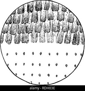 . Un libro di testo in generale zoologia. Zoologia. Le cavallette, farfalle, api, vespe 167 parti di bocca della farfalla. - Un ma- terfly ha la sua bocca parti costruite per aspirare. L'uomo- dibles sono carenti e interamente entrambe le labbra sono piccole e poco appariscente. Il maxillse sono tuttavia presenti e ciascuno è grandemente elon- gated e scanalato sulla sua superficie interna. Inoltre essi sono uniti insieme mediante le loro superfici interne in modo tale che le due scanalature di soddisfare e formare un tubo (Fig. 106) attraverso la quale il liquido cibo è disegnato. La proboscide formata dalla unione di. Fig. 104.-pezzo delle ali di una farfalla Foto Stock